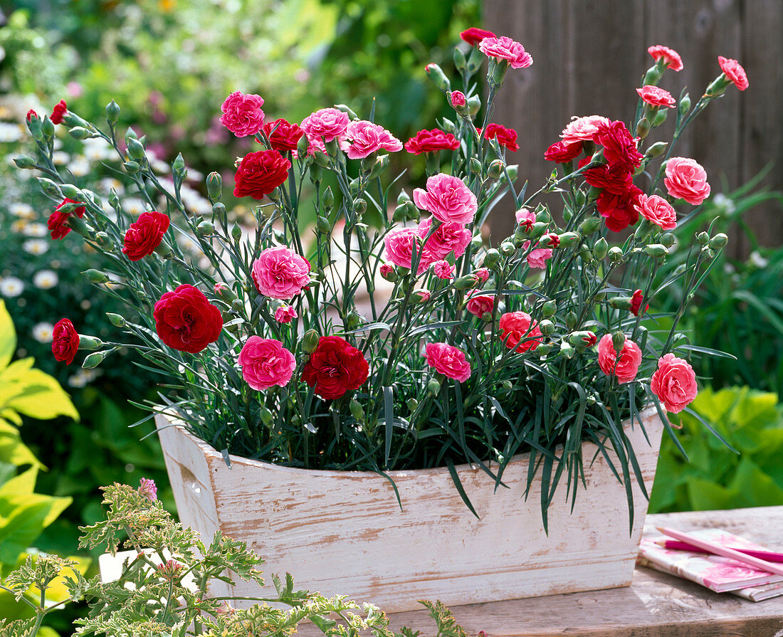 Dianthus Devon Cottage 'Dark Red', 'Soft Red', 'Pink' (Carnation)