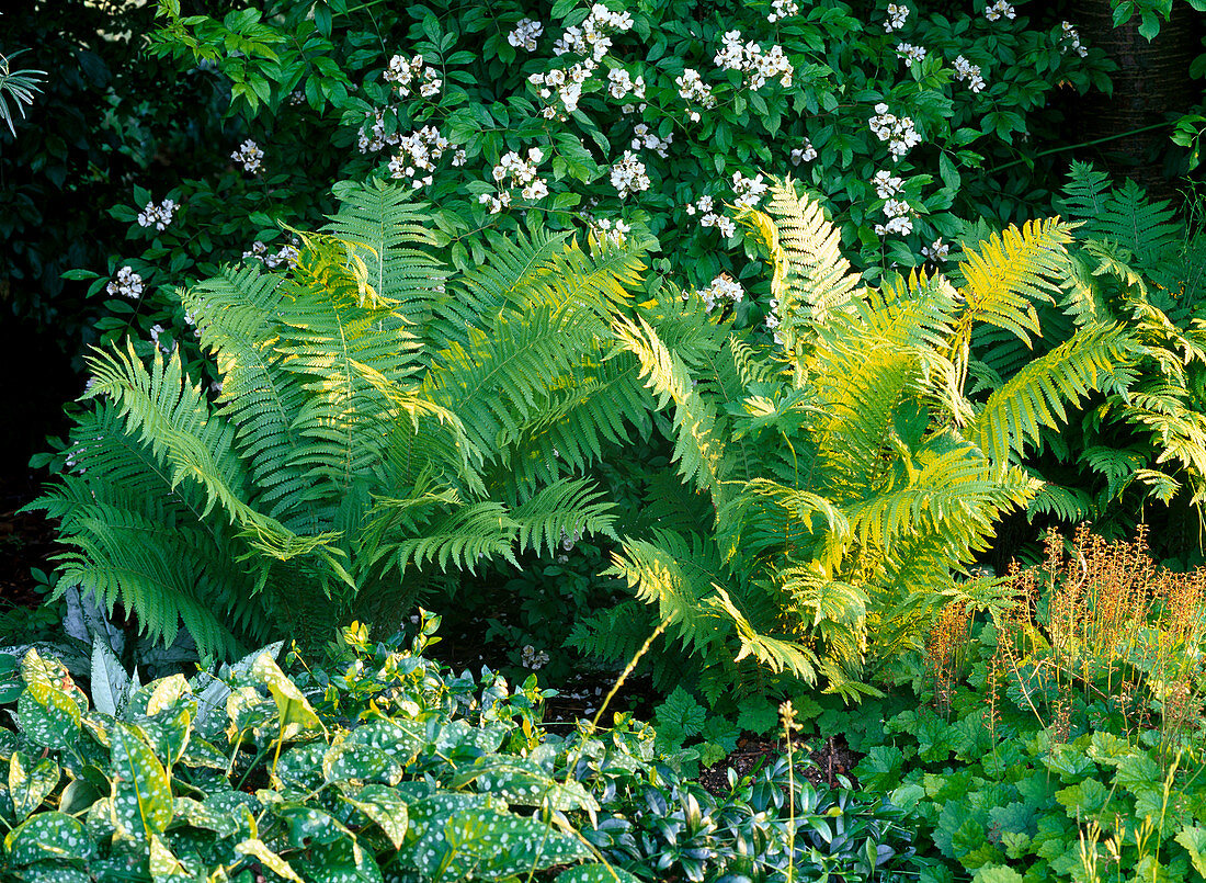Matteuccia struthiopteris (fern bouquet), pulmonaria (lungwort)