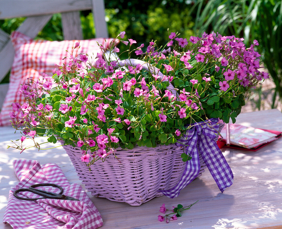Oxalis 'Pink Pillow' (clover) in pink basket with handle