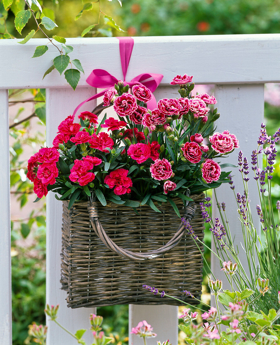 Dianthus caryophyllus (carnations) in wicker basket