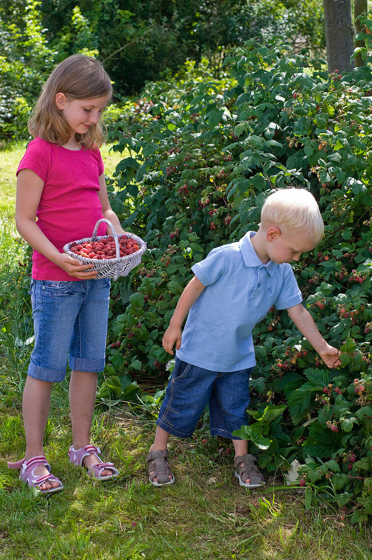 Girl and boy picking raspberries