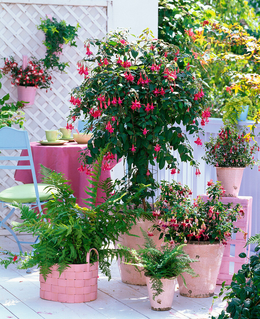 Schattenbalkon mit Fuchsia 'Beacon' (Stamm), 'Paula Jane'