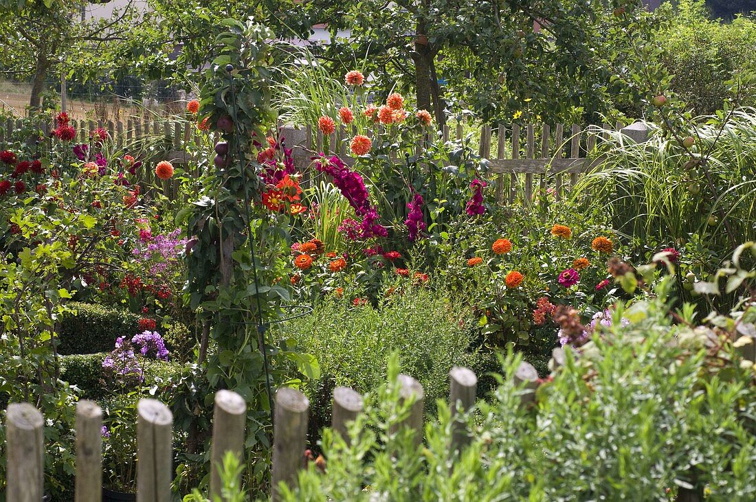 Cottage garden with Zinnia, Dahlia, Gladiolus