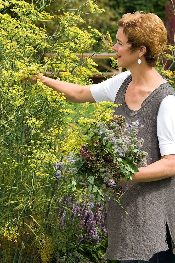 Woman picking foeniculum (fennel flowers) for herbal bouquet