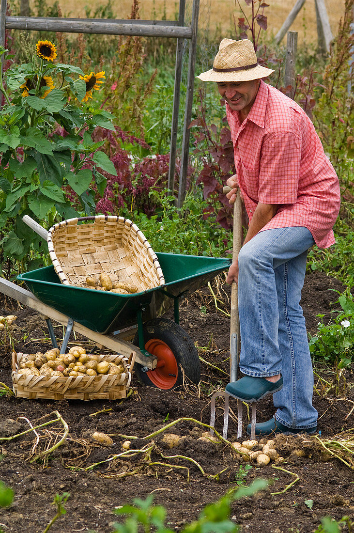 Man at the potato harvest