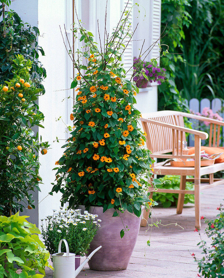 Witzige Kletterhilfe für Thunbergia 5/5