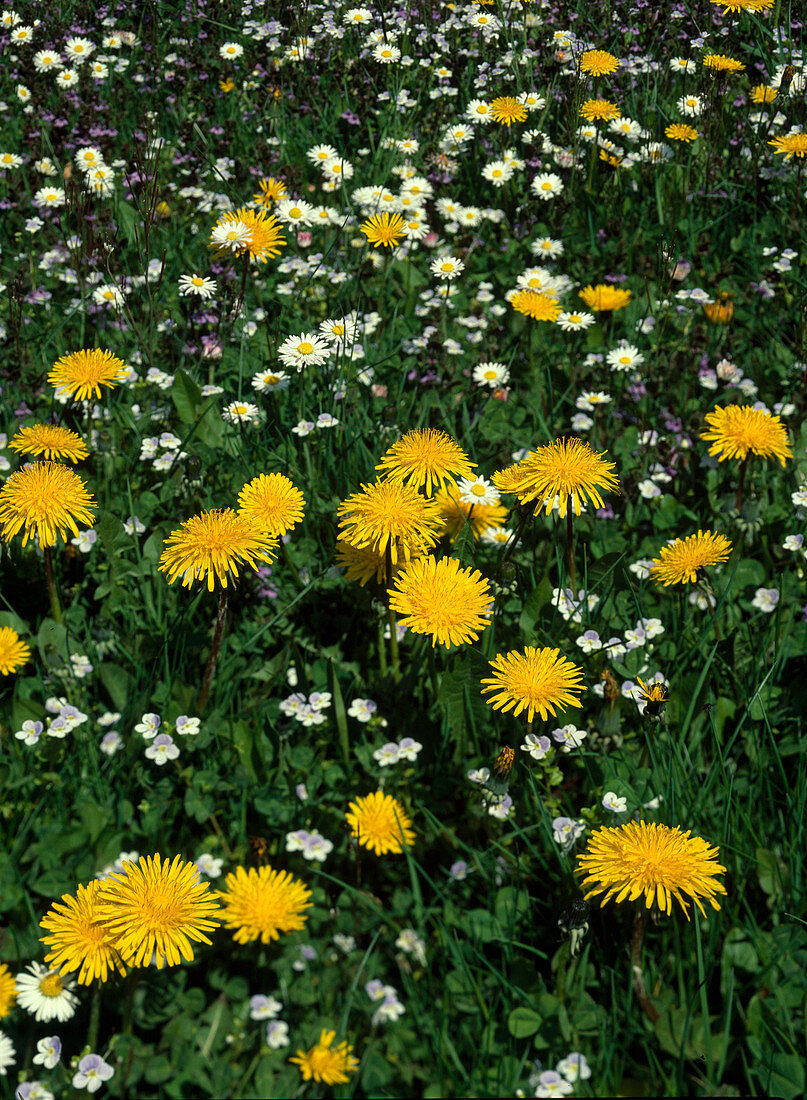 Blumenwiese mit Taraxacum officinale (Löwenzahn) und Bellis perennis