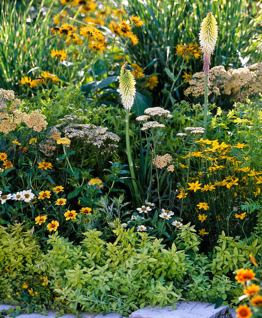 Yellow-white bed with perennials and summer flowers