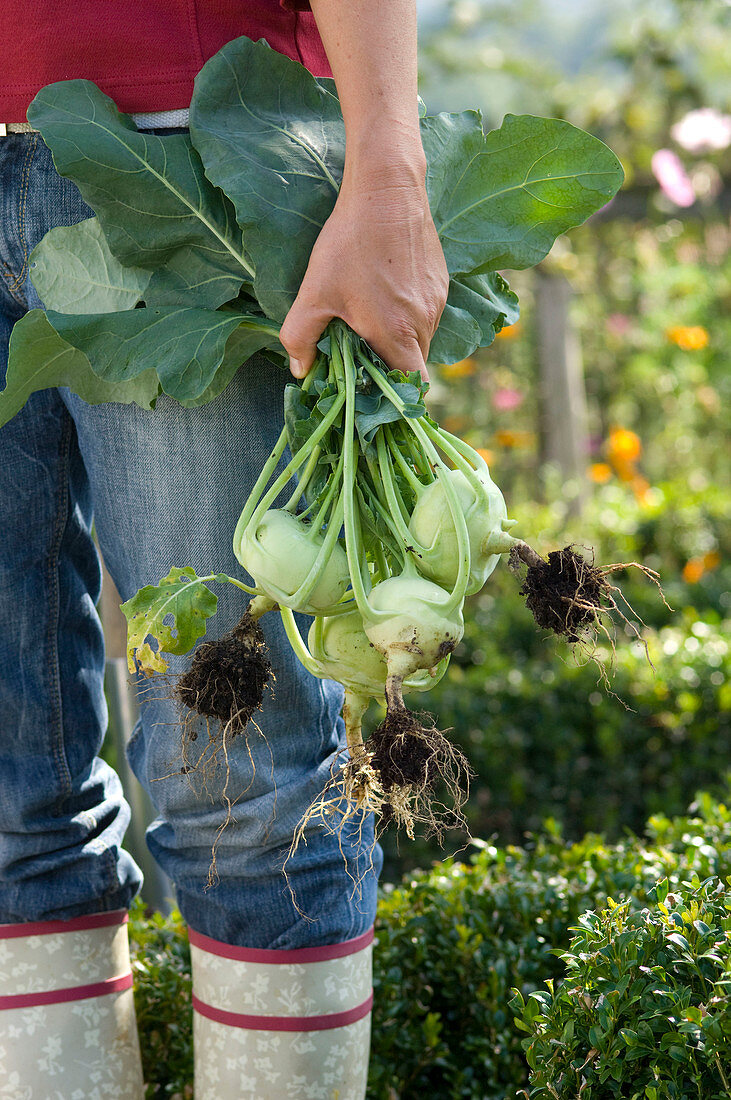 Frau mit frisch geernteten Brassica oleracea var. gongylodes (Kohlrabi)