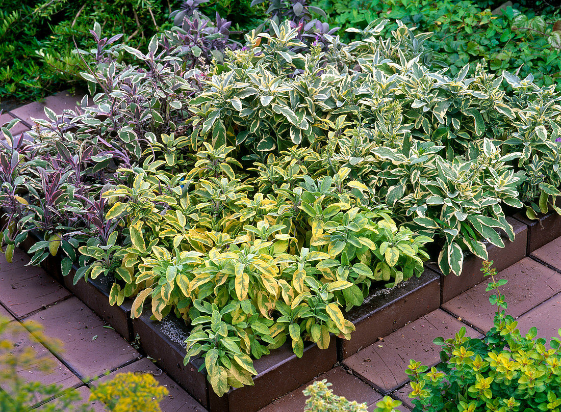 Herb bed with clinker border