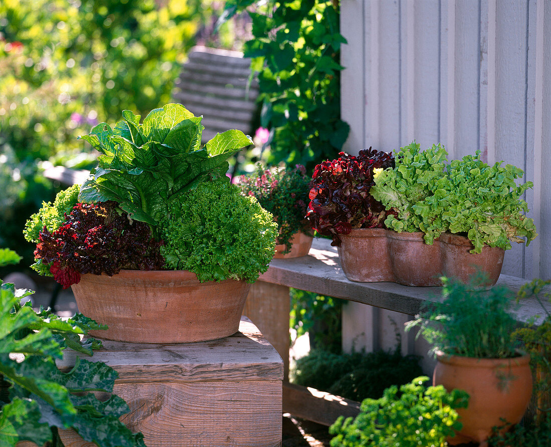 Lactuca (Salat), verschiedene Pflücksalate in Terracotta
