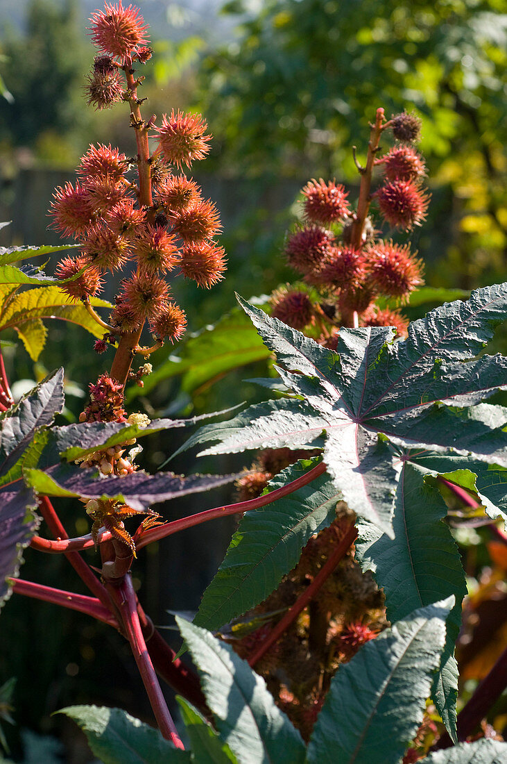 Ricinus communis 'Impala' (rotblättrige Rizinuspflanze)