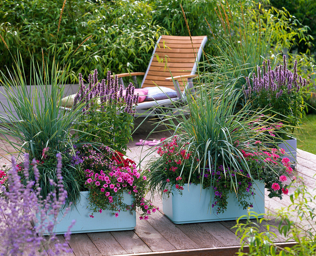 Large planters with Leymus arenarius (beach grass), Agastache