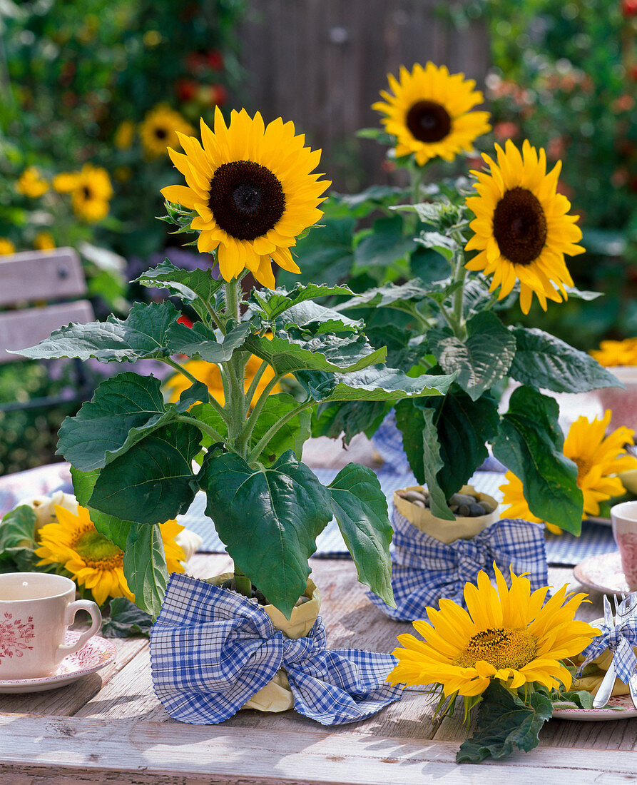 Sonnenblumen - Tischdeko