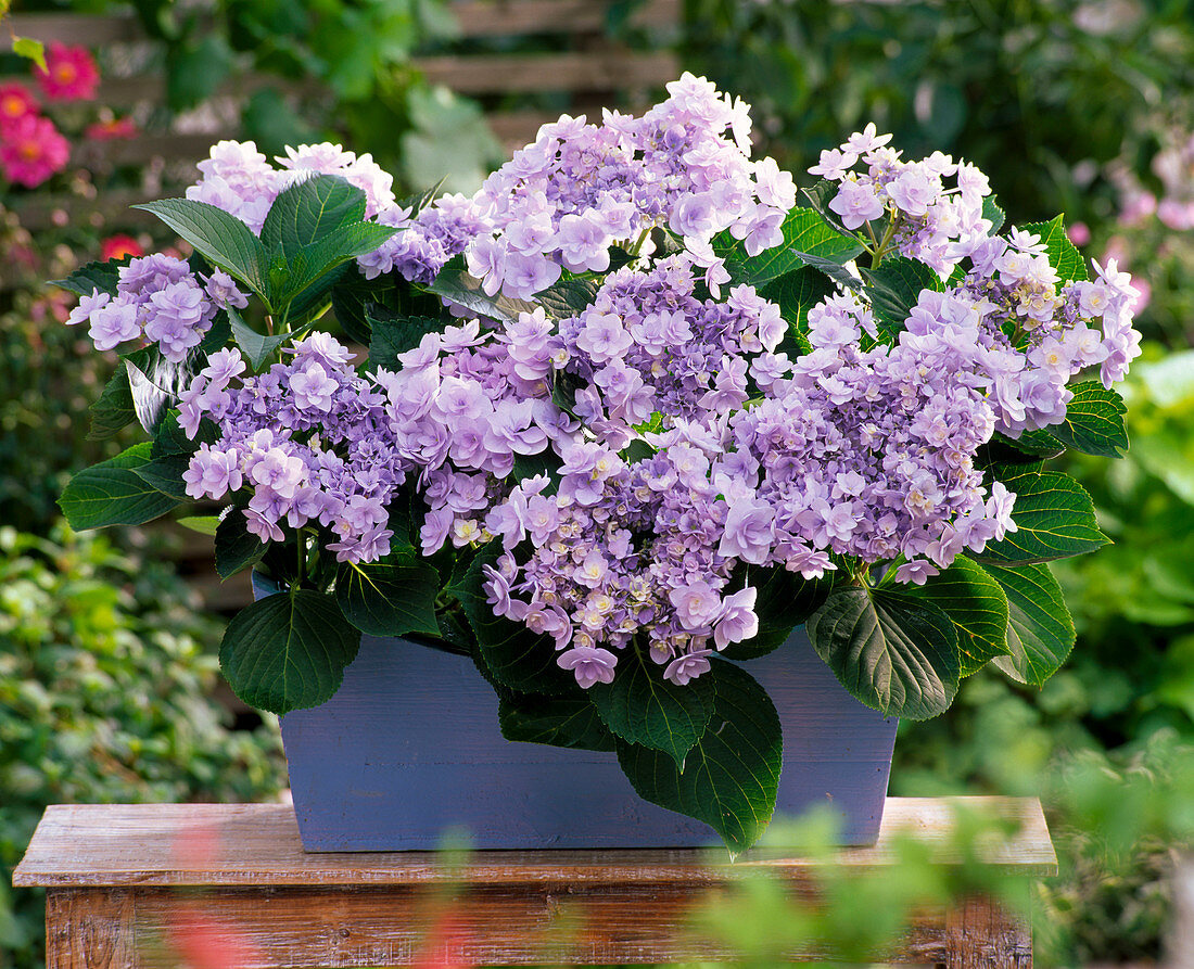 Hydrangea macrophylla 'Forever' (blooming Hydrangea)