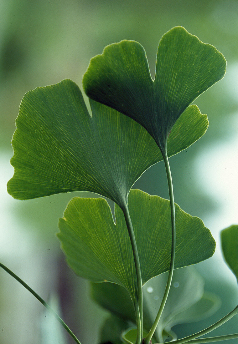 Ginkgo biloba (fan leaf tree), leaves