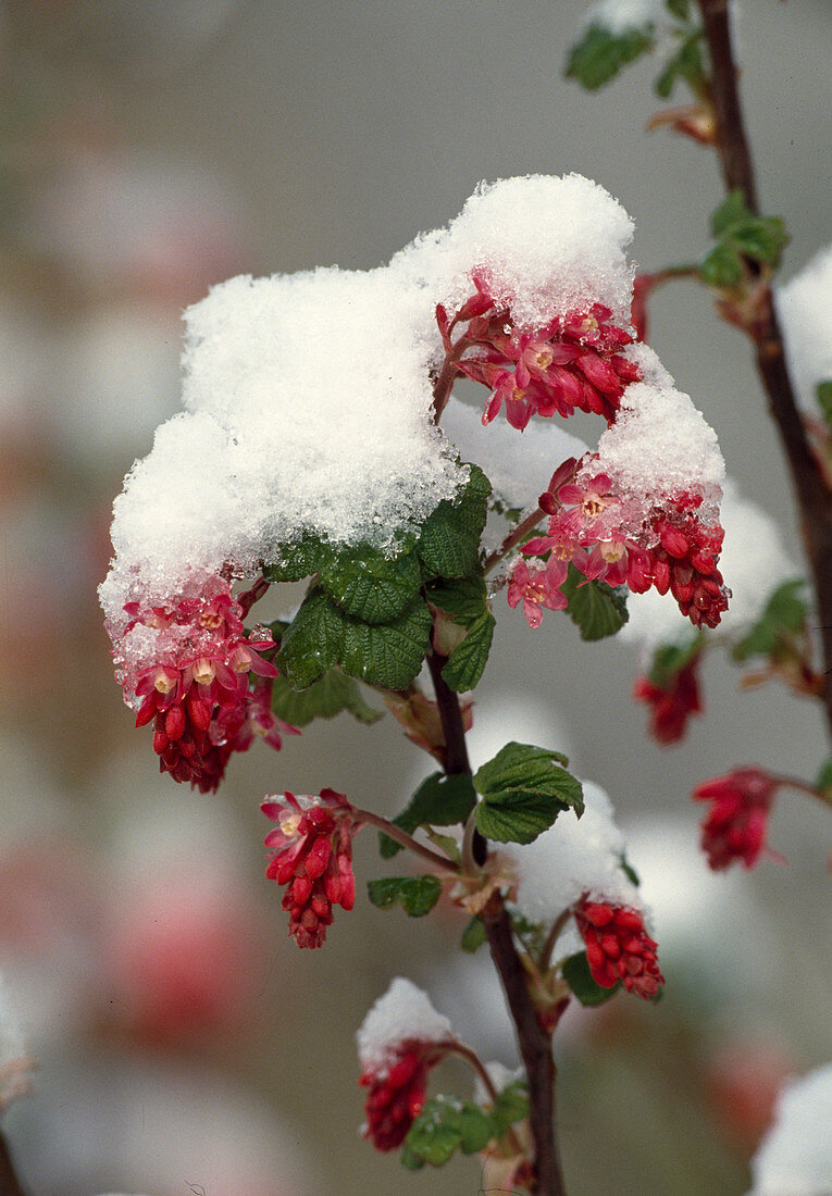 Ribes sanguineum (blood currant), flowers with snow