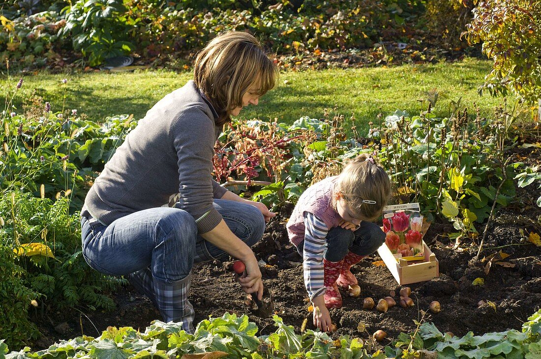 Mother and daughter planting tulipa (tulip)