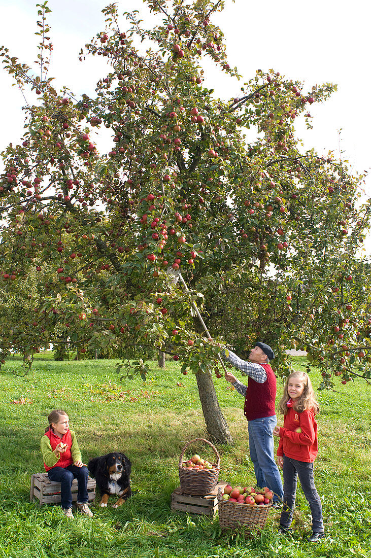 Familie mit Hund beim Apfelpflücken auf Streuobstwiese