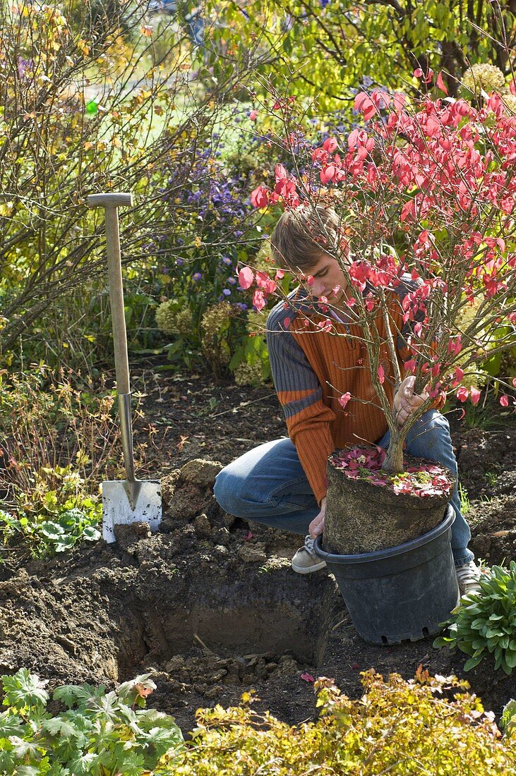 Man planting Euonymus alatus (spindle shrub)