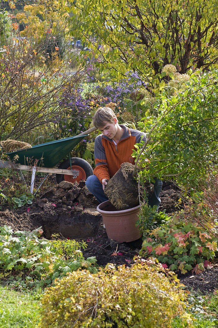 Man is planting forsythia (gold bells)