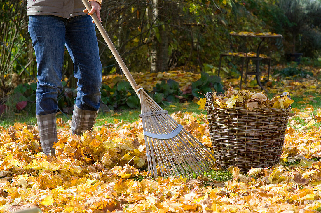 Raking up leaves and collect in wicker basket
