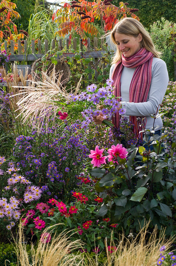 Woman picking aster (autumn aster) and miscanthus (miscanthus)
