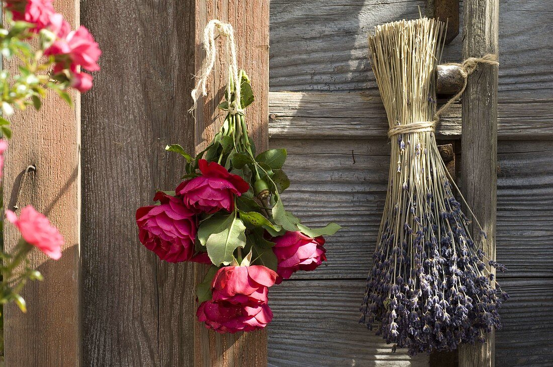 Rosa (Rosen) zum trocknen neben Lavandula (Lavendel) aufgehängt