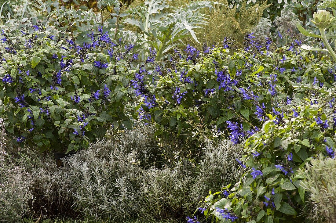 Flower bed in blue and silver