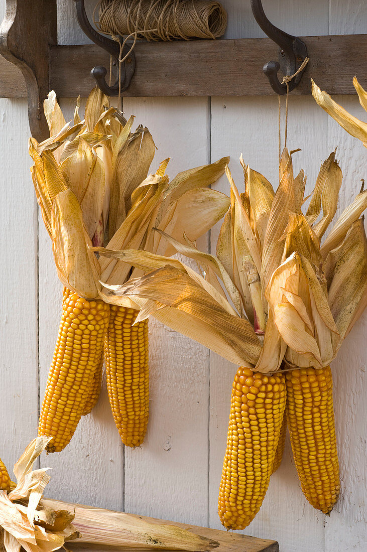 Zea (corncob) hung up to dry