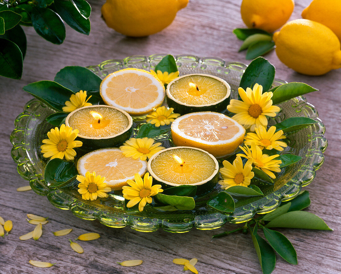 Citrus (halbierte Zitronen und -blätter), Argyranthemum (Margeriten)