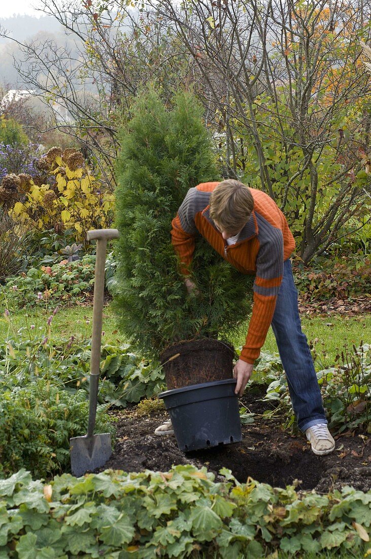 Man plants Thuja 'emerald' in the bed