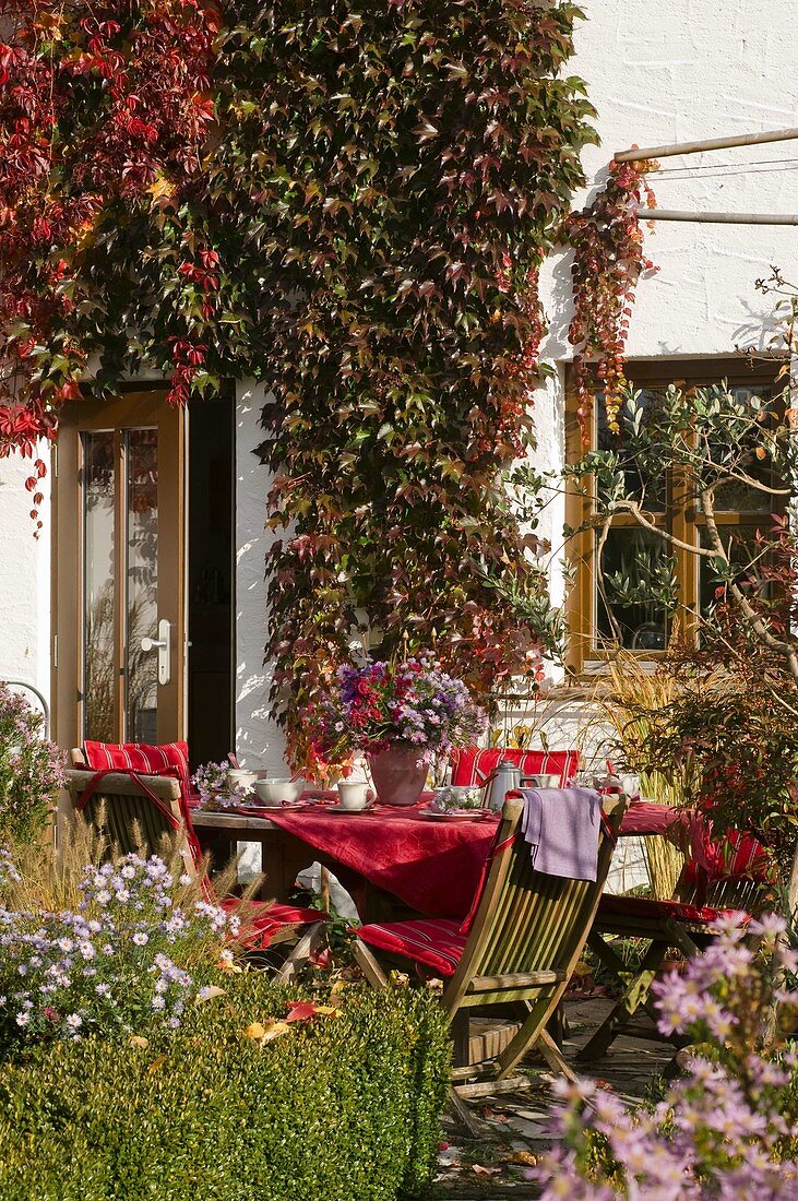 House terrace with overgrown Parthenocissus (wild wine)