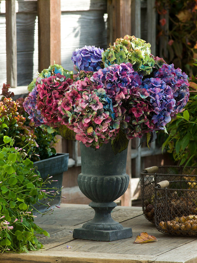 Strauß aus verblühten Hydrangea macrophylla (Hortensien)