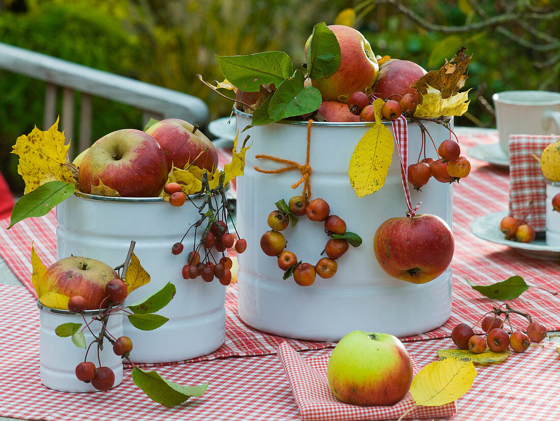 Malus (Äpfel, Zieräpfel) mit Herbstlaub in weißen Blechdosen