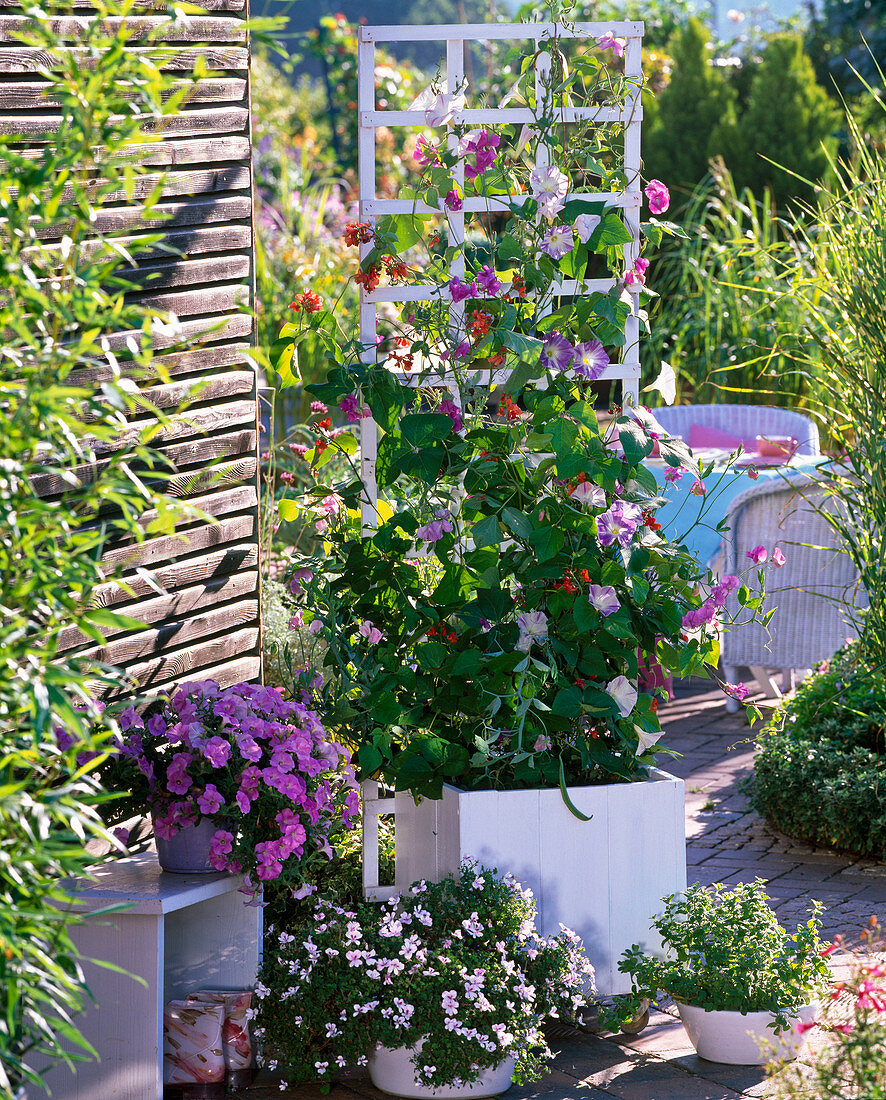 Kübel bepflanzt mit Phaseolus (Bohnen), Ipomoea (Prunkwinde)