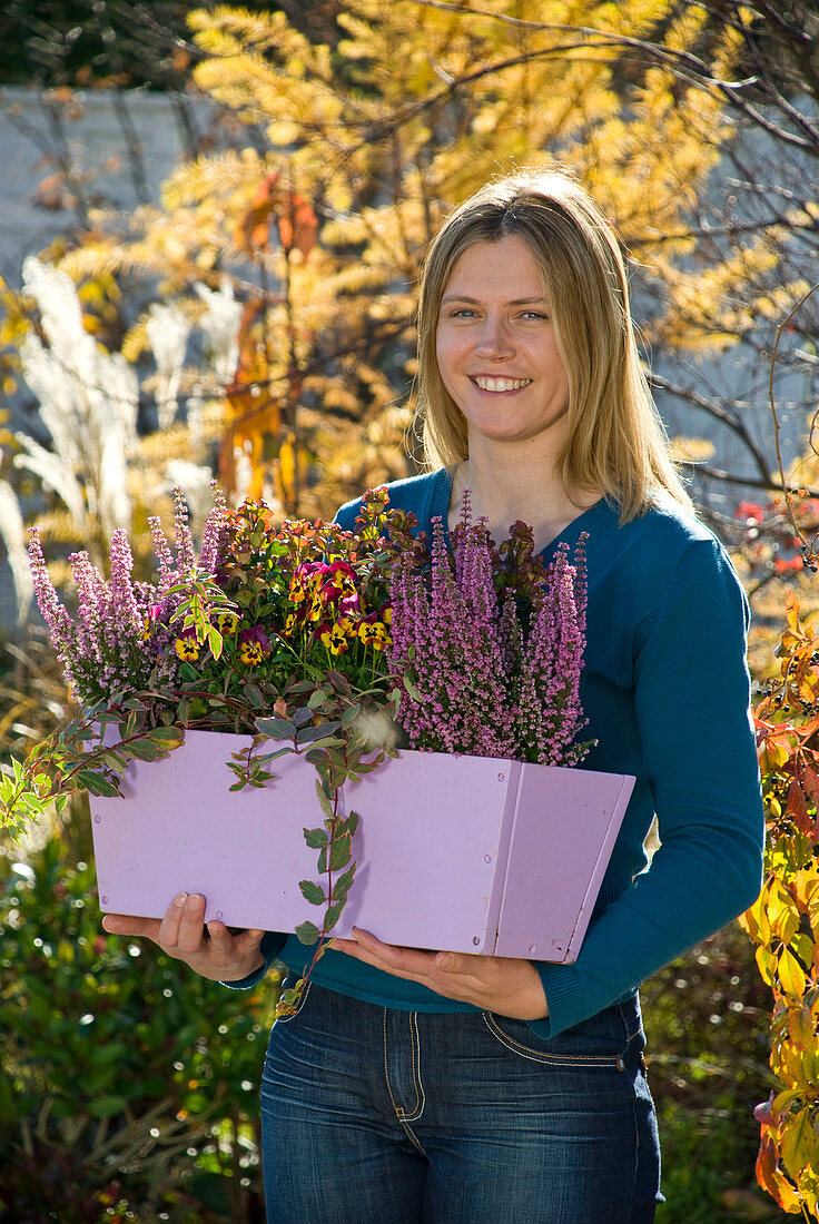Woman with purple window box with Erica gracilis 'Beauty Queen Silvia'