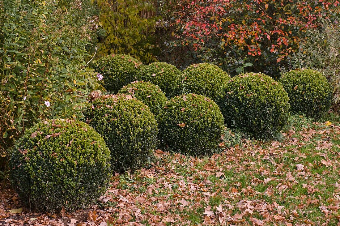 Buxus (Box balls) with autumn leaves in the garden