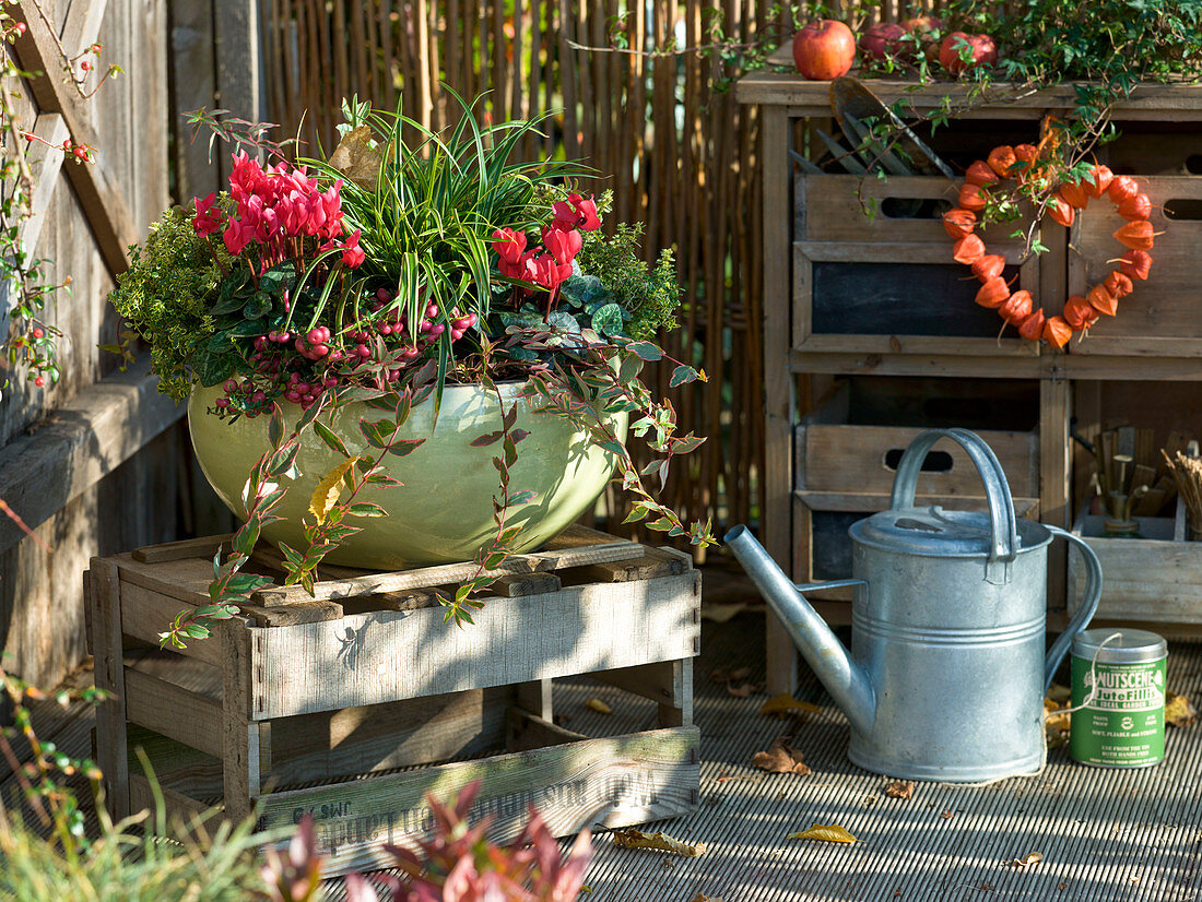 Herbstschale mit Cyclamen (Alpenveilchen)