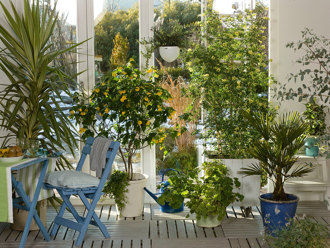Winter garden with yucca 'Variegata' (yucca palm), abutilon