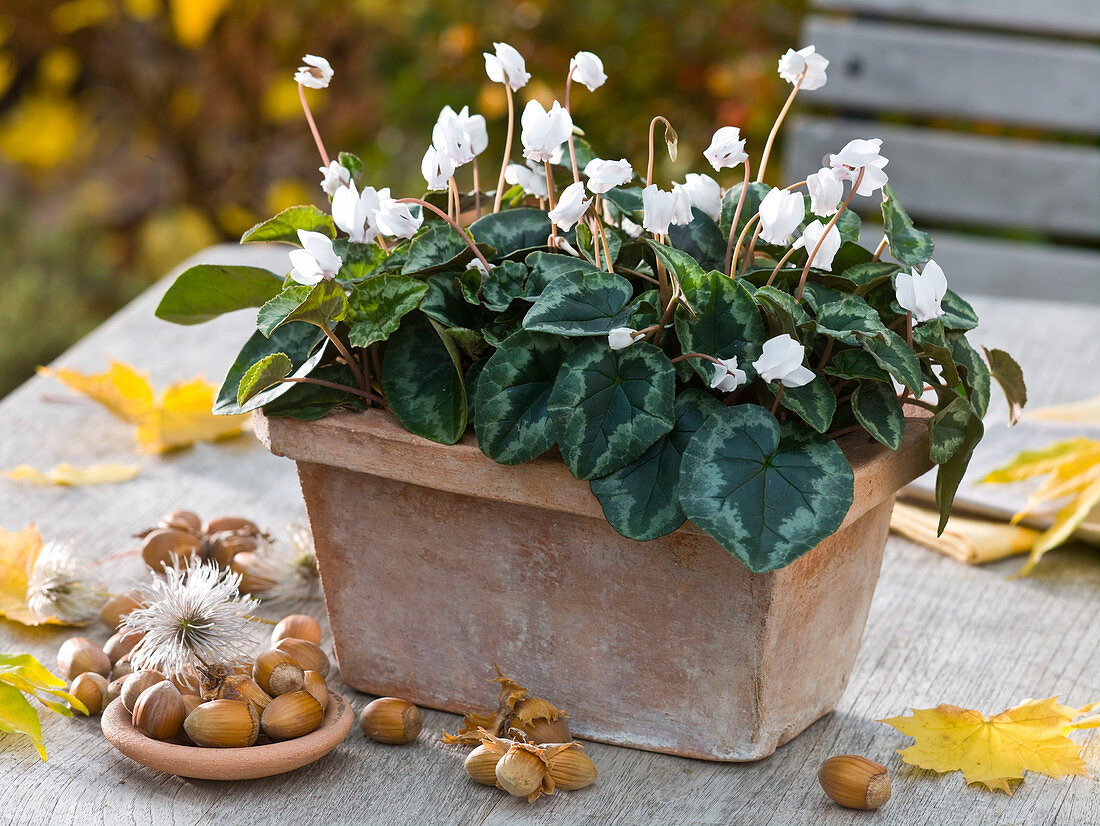 Cyclamen Hederifolium 'Amazeme' (Ivy-leaved Cyclamen)