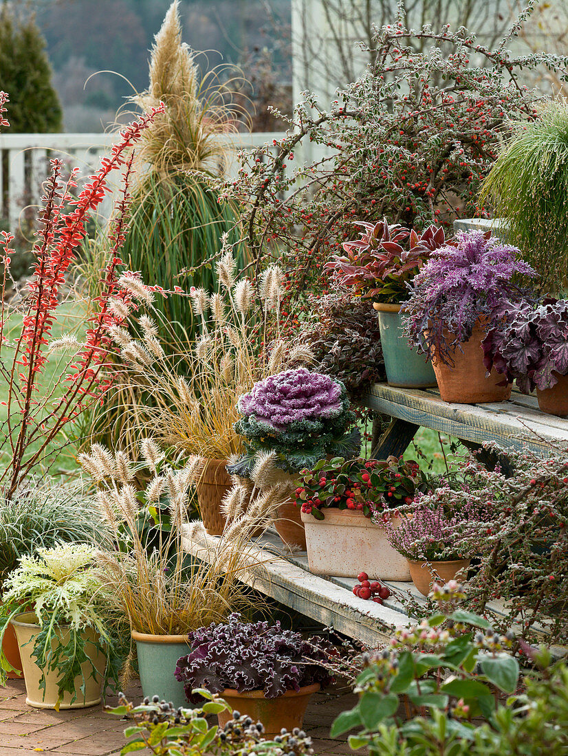 Staircase with Brassica, Pennisetum