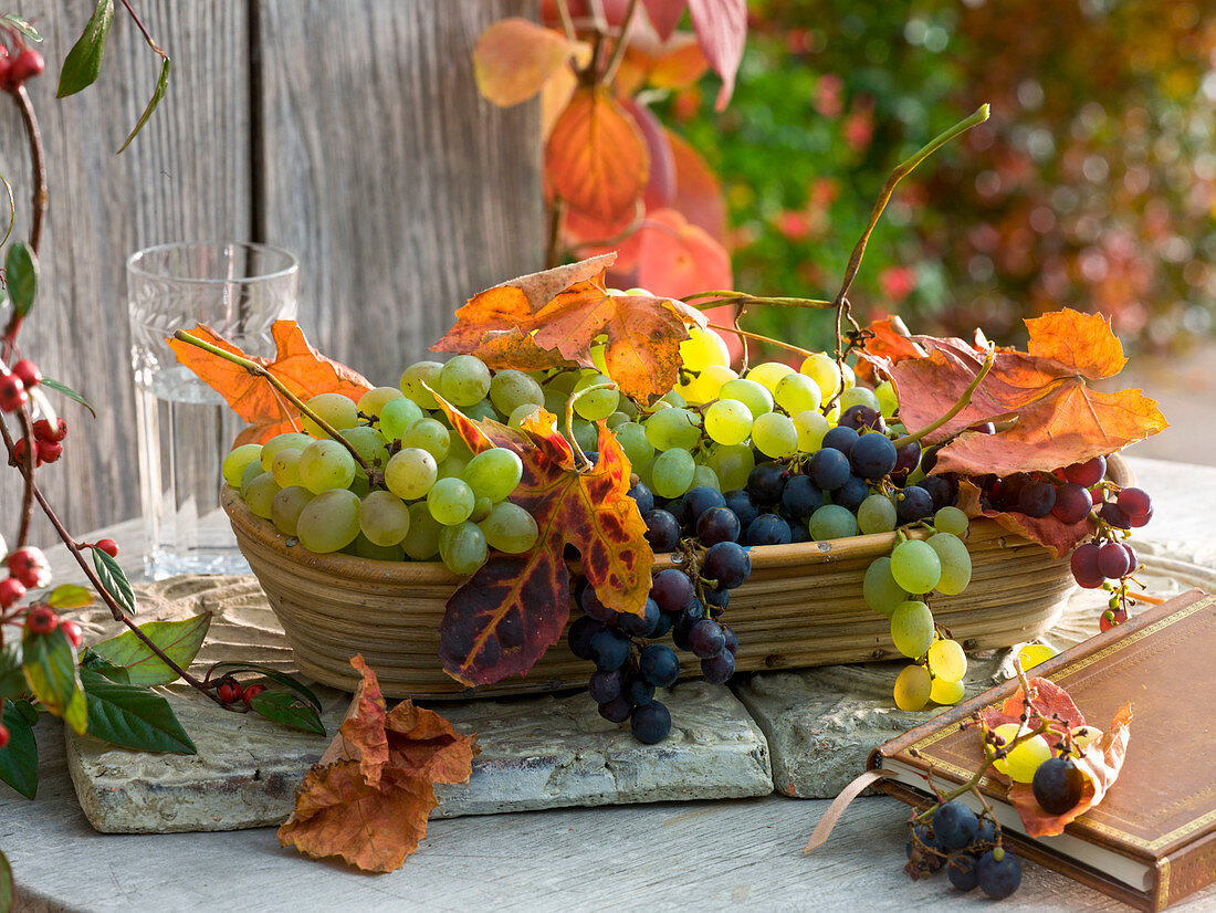 Vitis (Weintrauben) und Blätter in Brotkorb