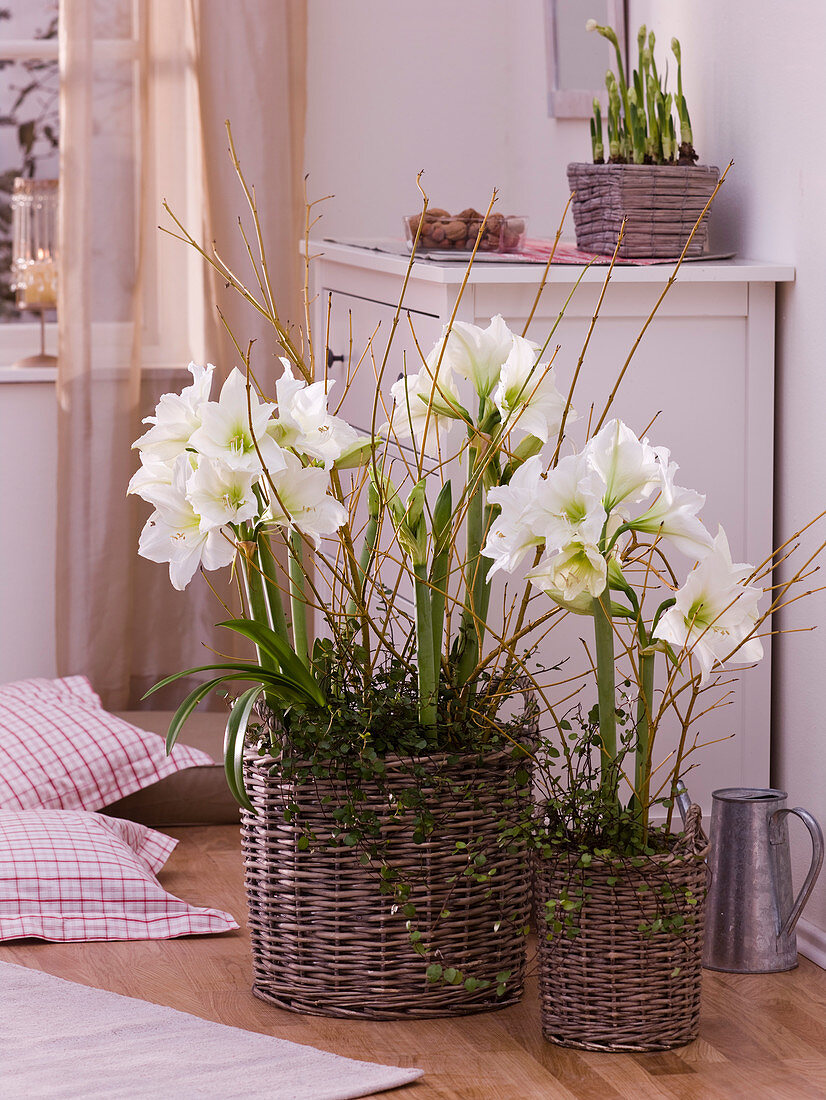 Hippeastrum 'Denver' (Amaryllis) in Körben