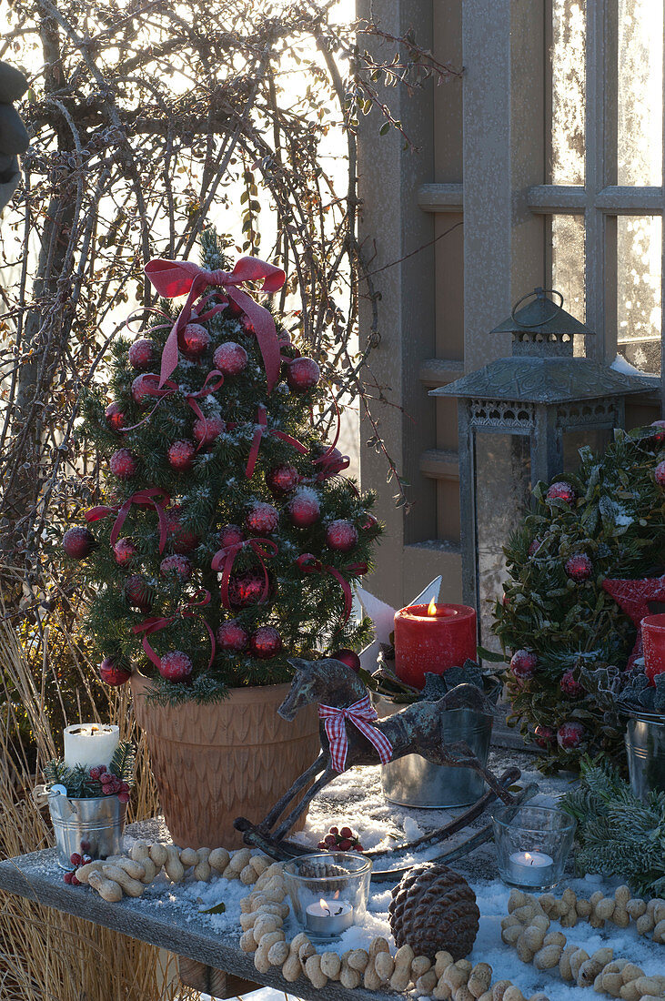 Weihnachtliches Tischarrangement mit Picea glauca 'Conica'