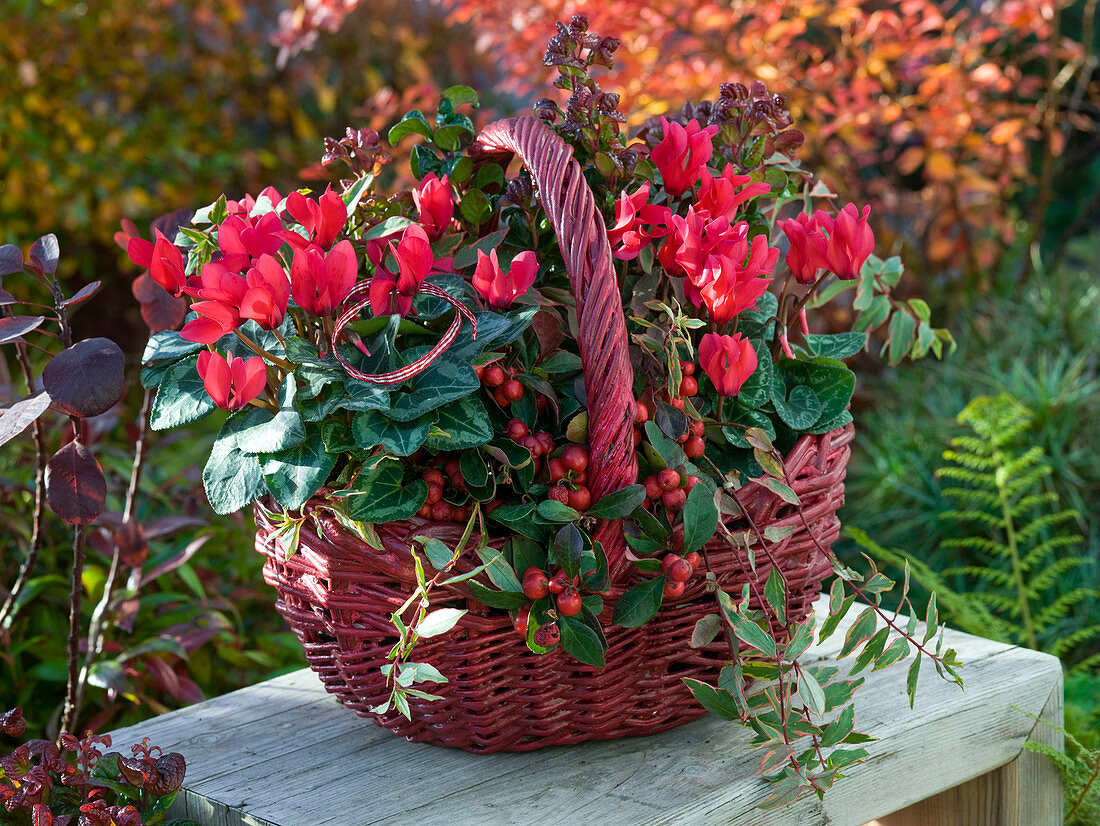 Cyclamen (Alpenveilchen), Gaultheria (Scheinbeere), Hypericum