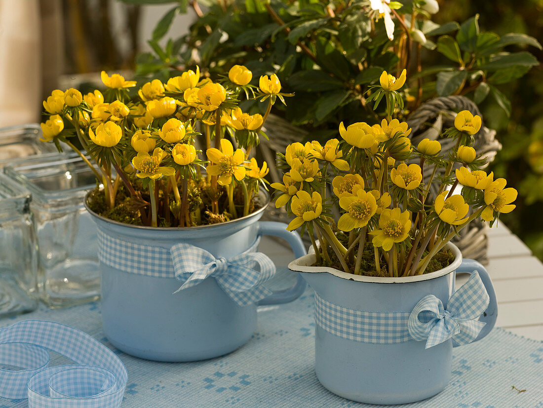 Eranthis (Winterlinge) in emaillierten Milchtöpfen mit Schleifenband