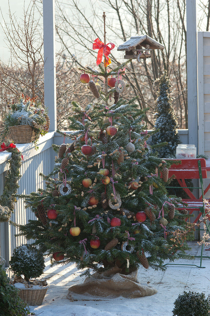 Weihnachtsbaum mit Vogelfutter