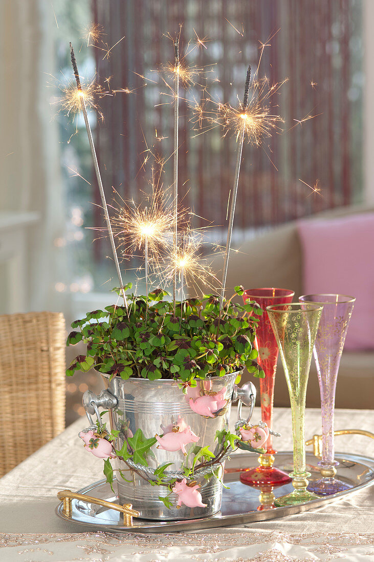 Oxalis deppei (lucky clover) with sparklers