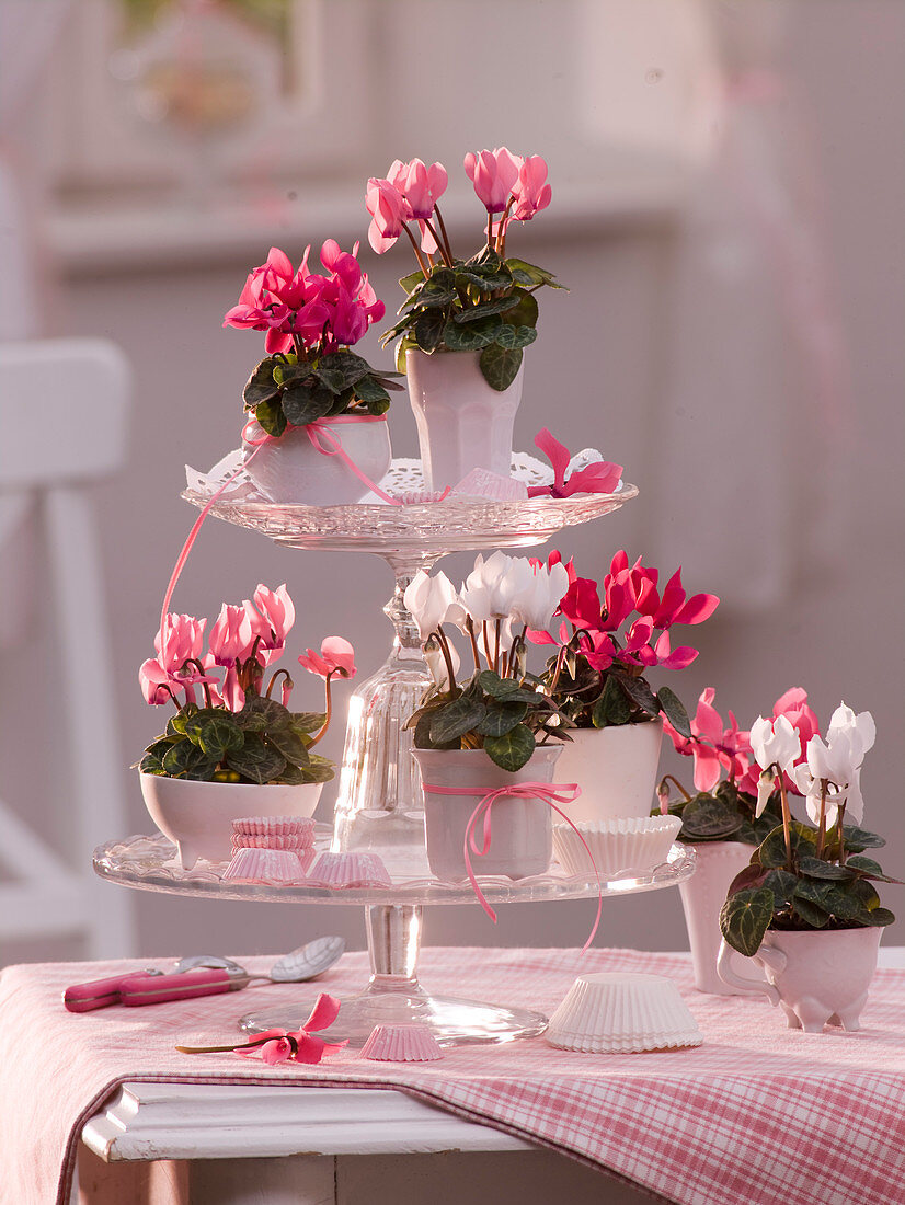 Mini Cyclamen (cyclamen) on glass storage